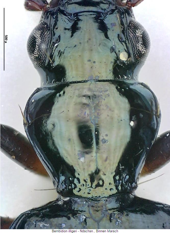bembidion_illigeri_hsch.jpg