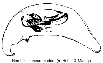 bembidion_incommodum.gif