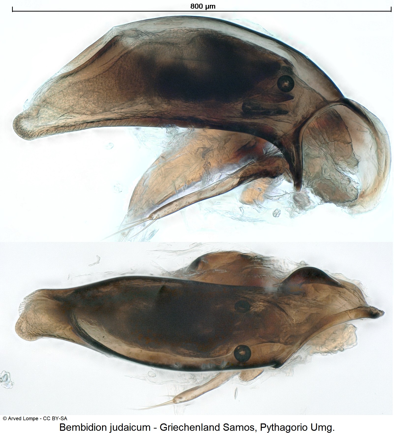 bembidion_judaicum_ck31058594.jpg