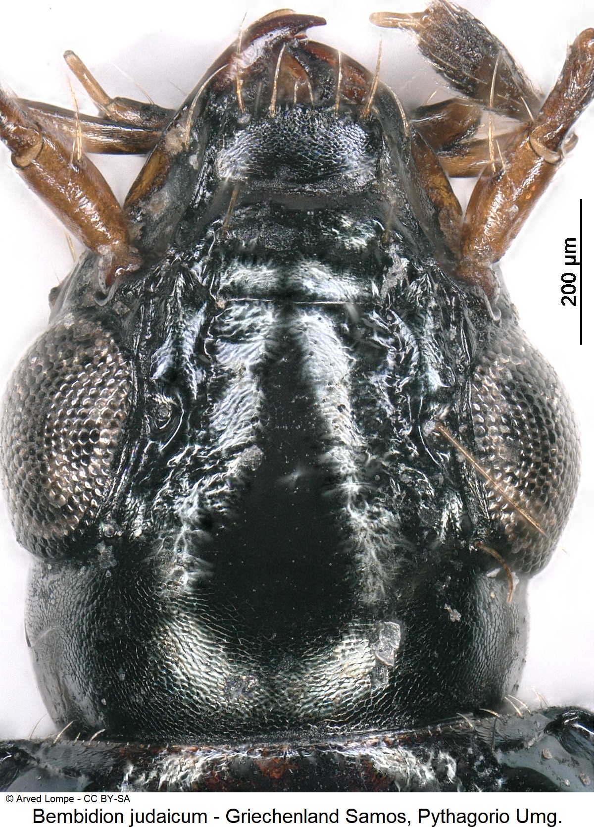 bembidion_judaicum_ck31058594_k.jpg