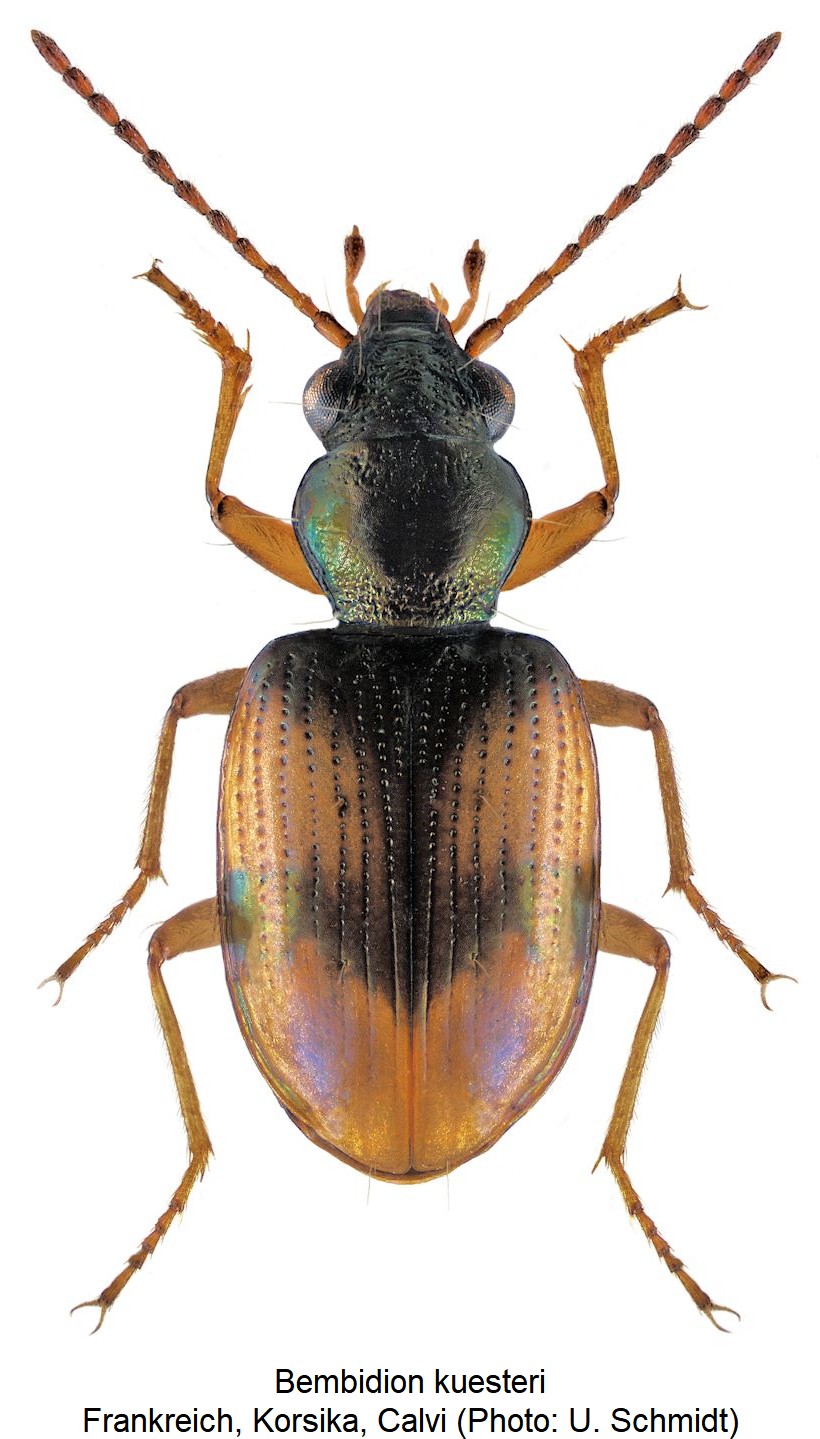 bembidion_kuesteri_hab.jpg