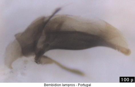 bembidion_lampros.jpg