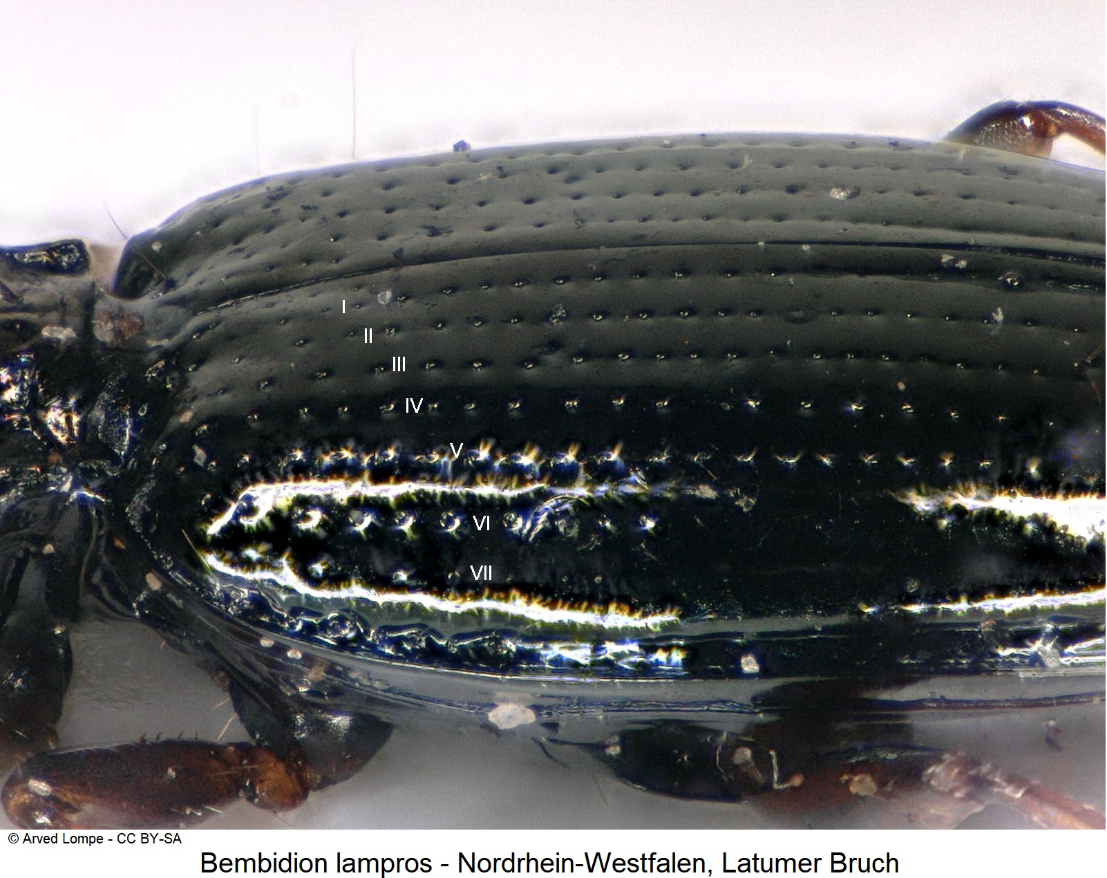 bembidion_lampros_ck36874826_sa.jpg