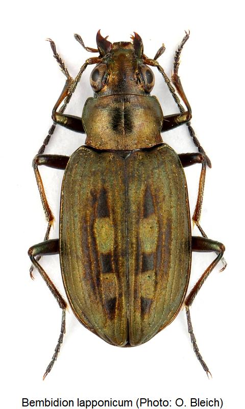 bembidion_lapponicum_hab.jpg