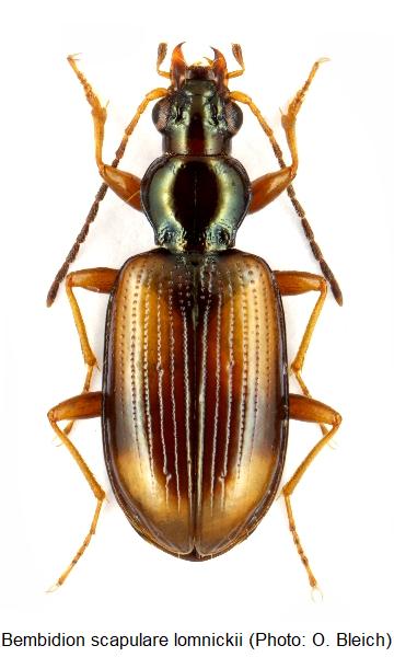 bembidion_lomnickii_hab.jpg