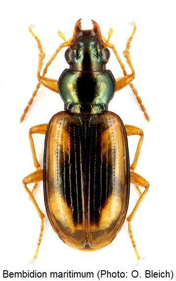 bembidion_maritimum_hab.jpg