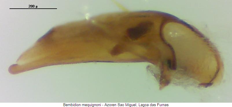 bembidion_mequignoni.jpg