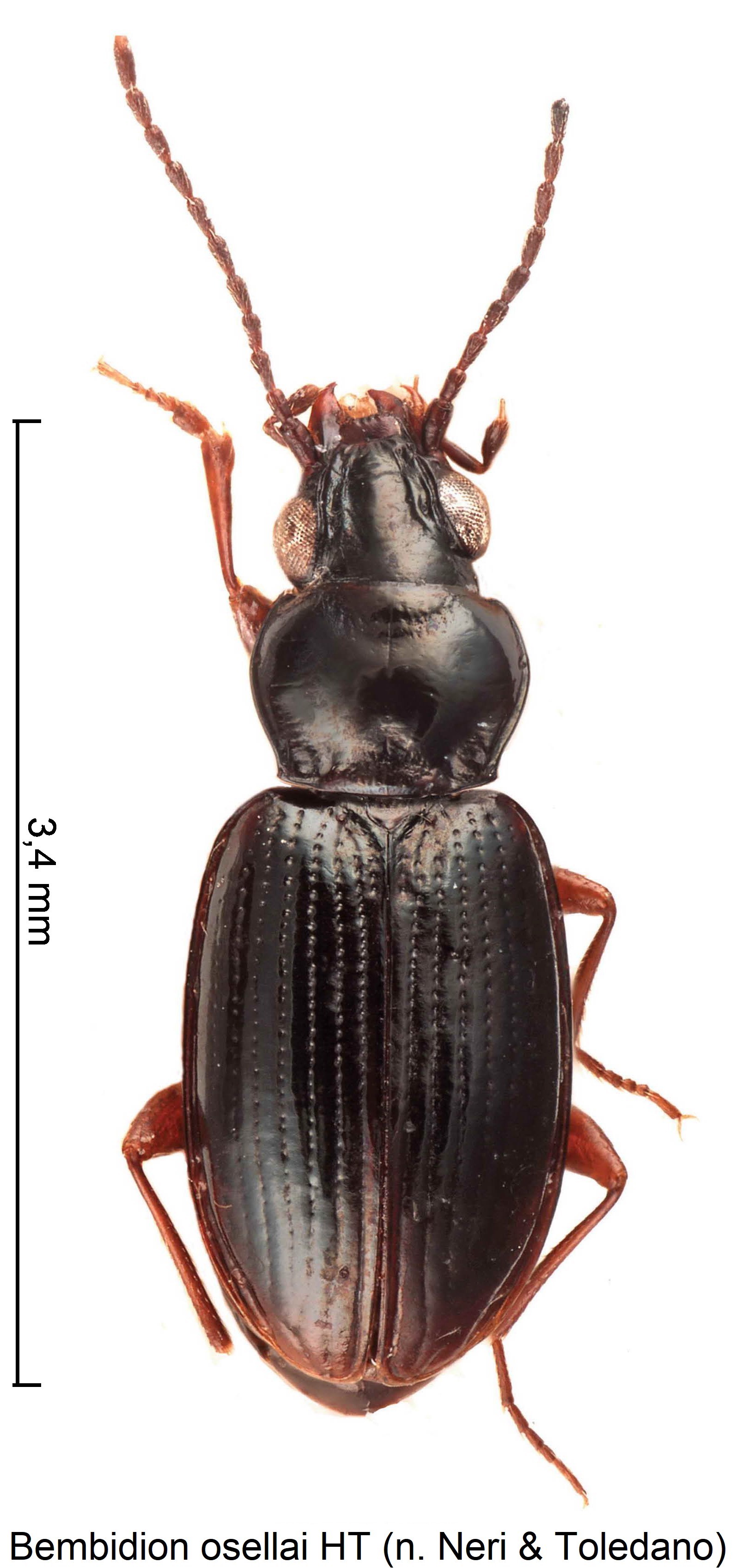 bembidion_osellai_hab.jpg