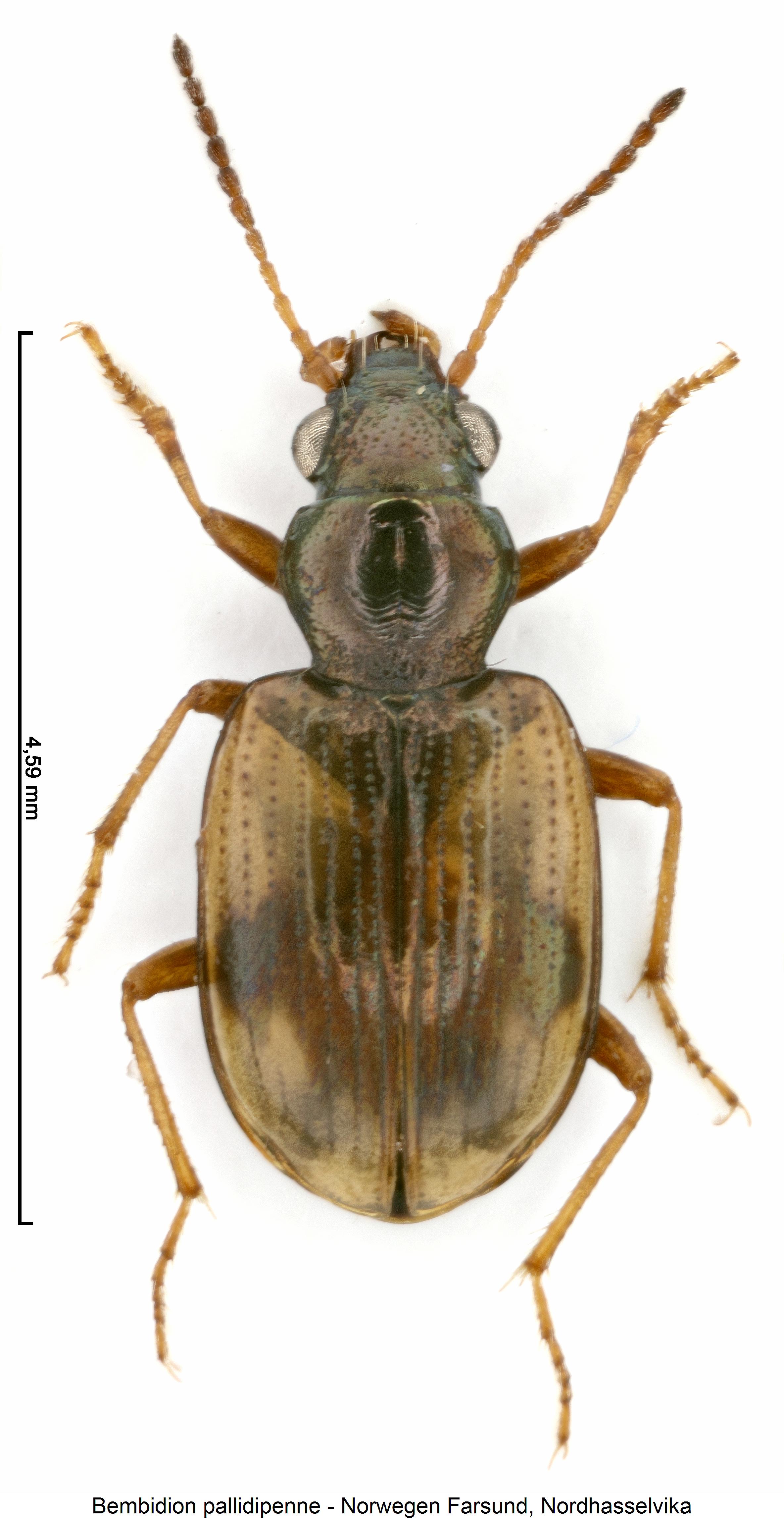 bembidion_pallidipenne_hab.jpg