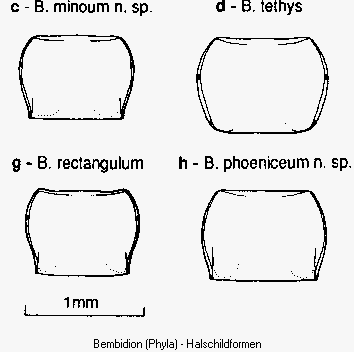 bembidion_phyla_hschb.gif