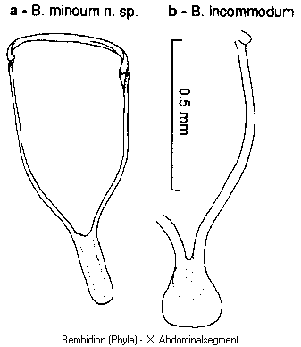 bembidion_phyla_ixa.gif
