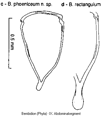 bembidion_phyla_ixb.gif