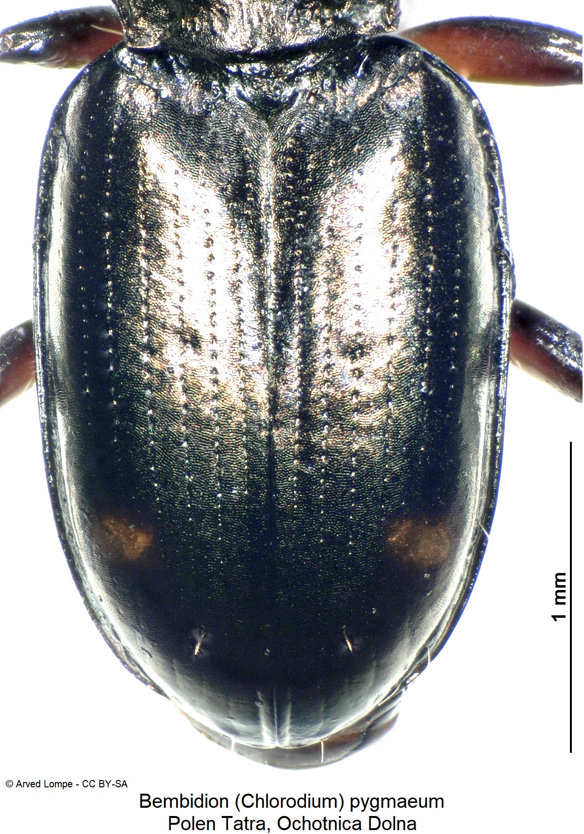 bembidion_pygmaeum_ck32789124_fld.jpg