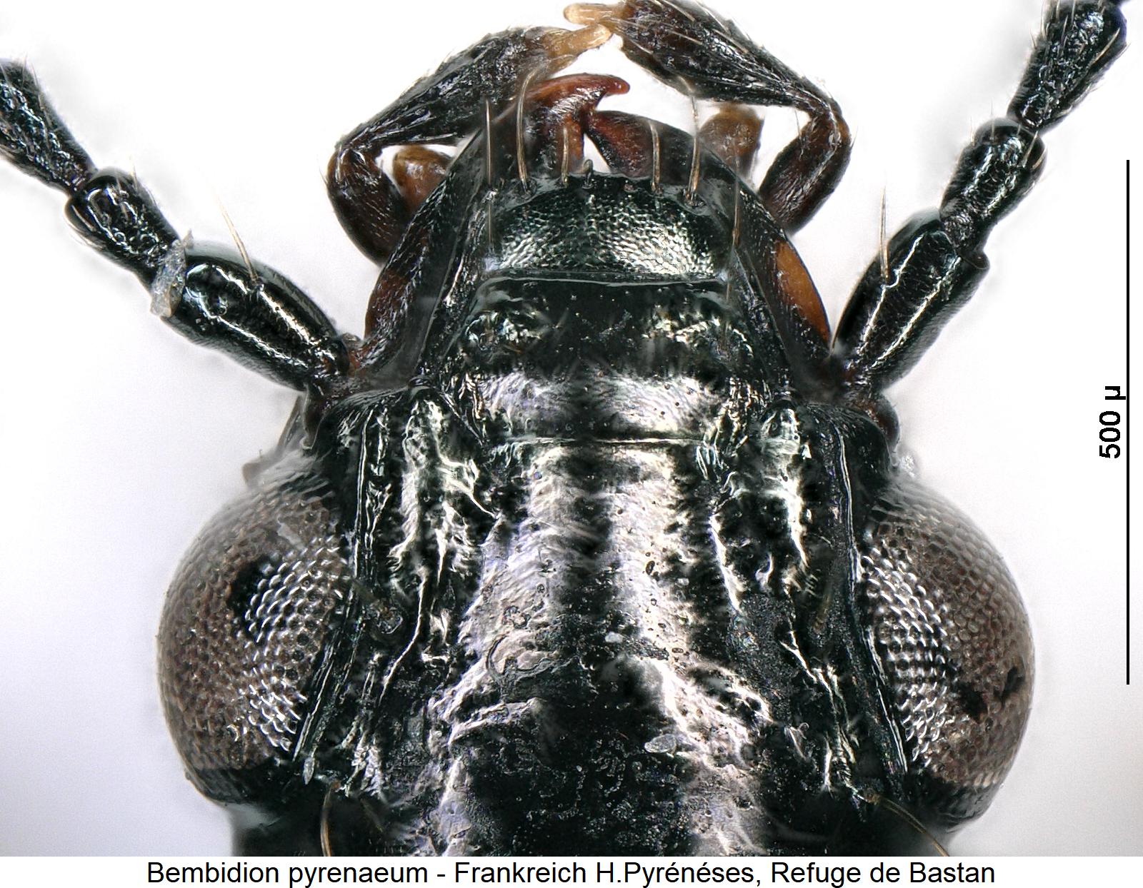 bembidion_pyrenaeum_k.jpg