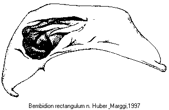 bembidion_rectangulum1.gif
