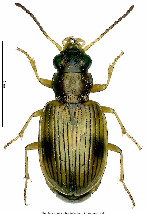 bembidion_ruficolle_hab.jpg