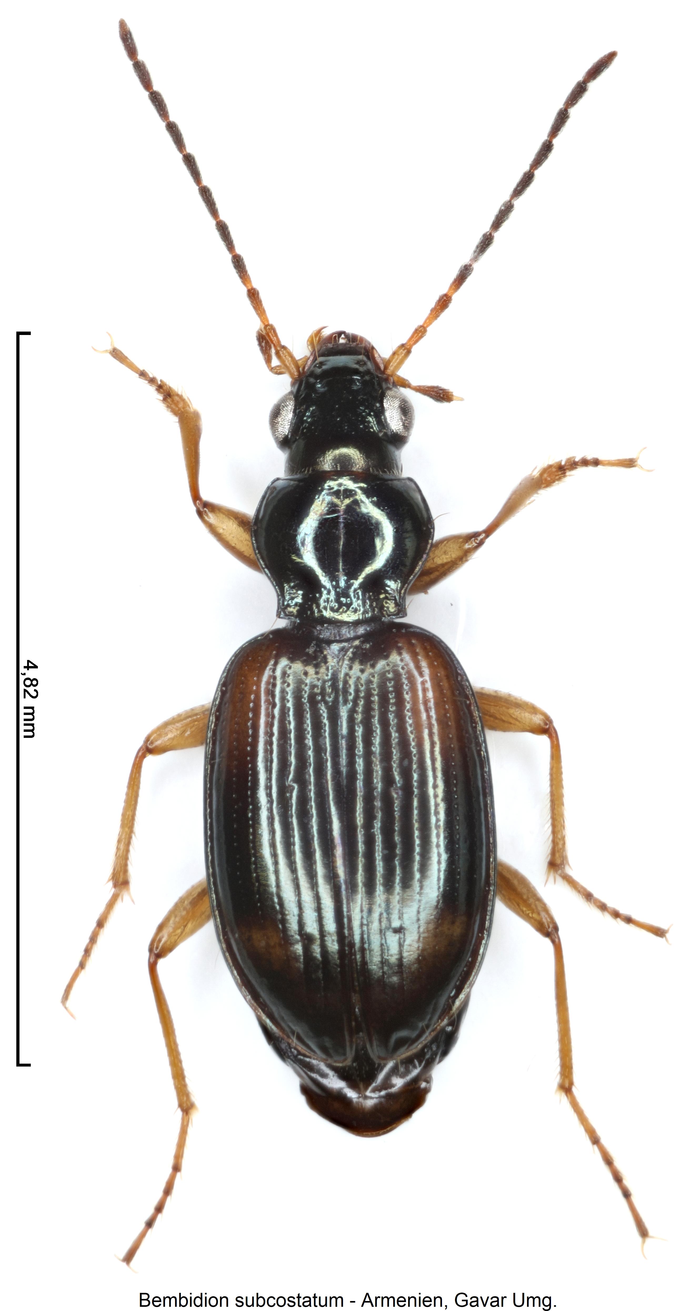 bembidion_subcostatum_hab.jpg