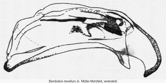 bembidion_tenellum.gif