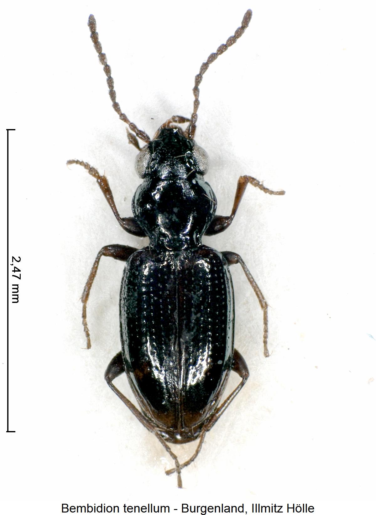 bembidion_tenellum_hab.jpg