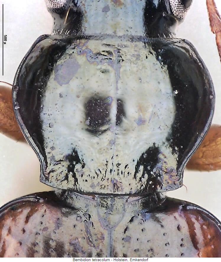 bembidion_tetracolum_hsch.jpg