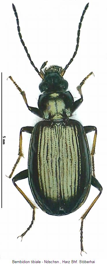 bembidion_tibiale_hab.jpg