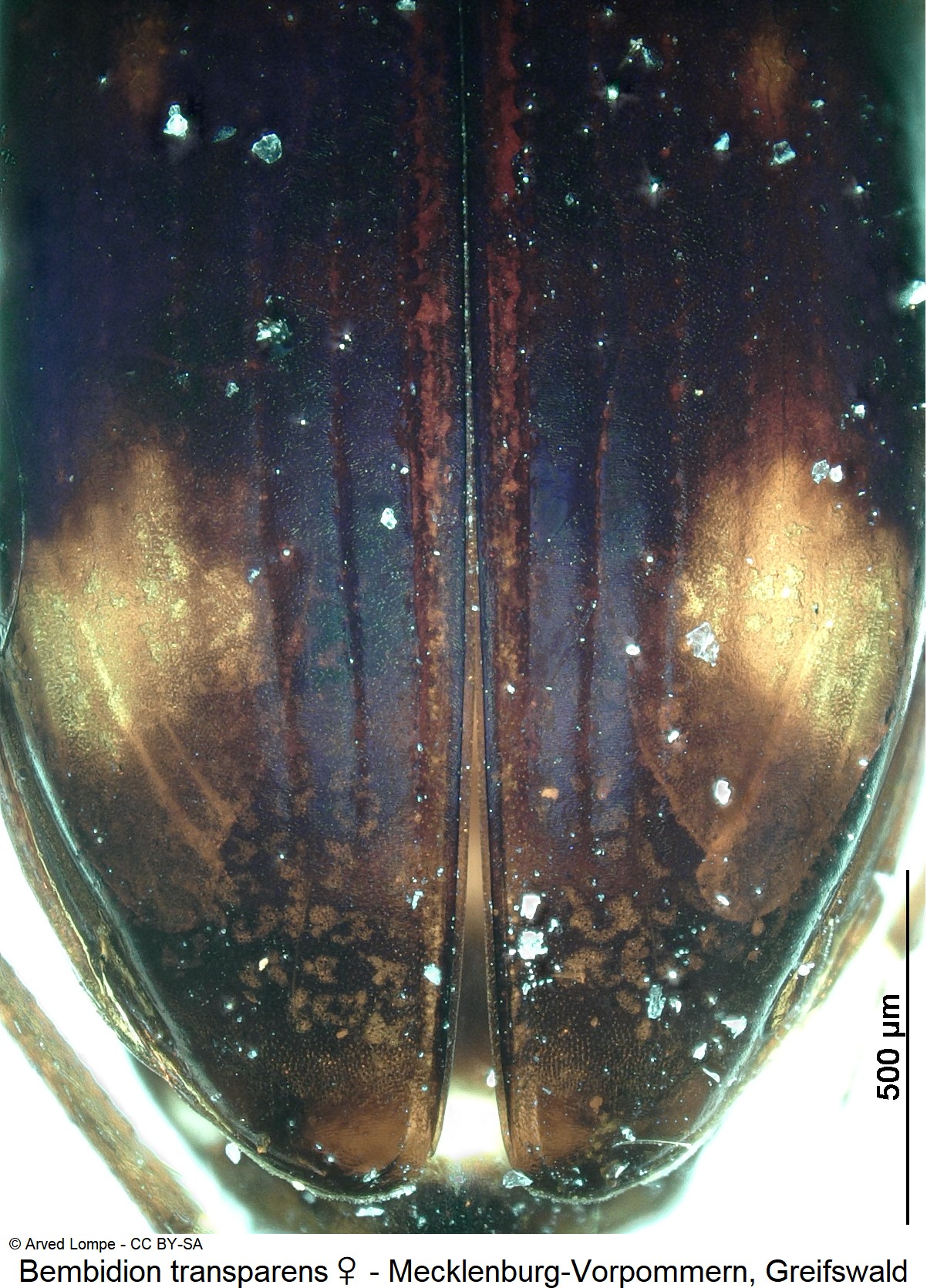 bembidion_transparens_w_ck931_dec.jpg