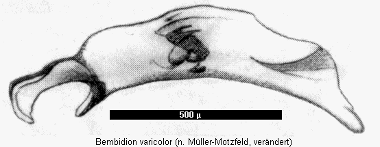 bembidion_varicolor.gif