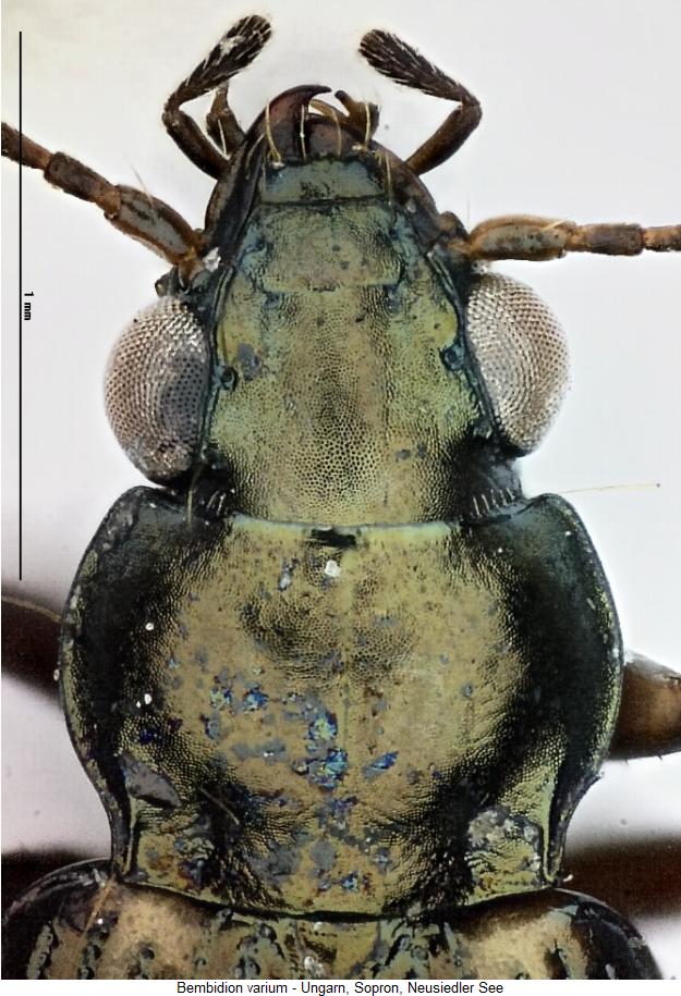 bembidion_varium_vk.jpg