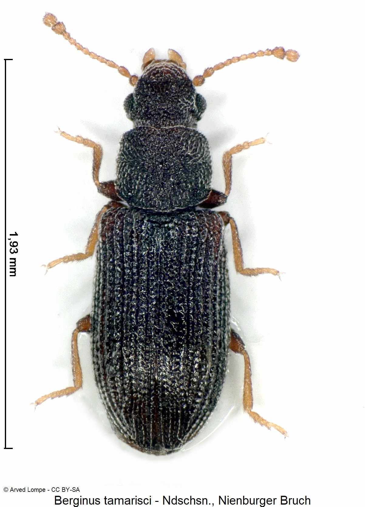 berginus_tamarisci_hab-1.jpg
