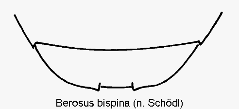 berosus_bispina_ster.gif