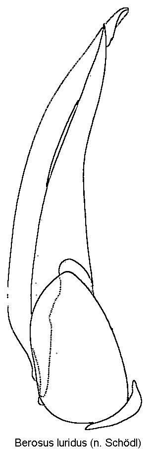 berosus_luridus.gif