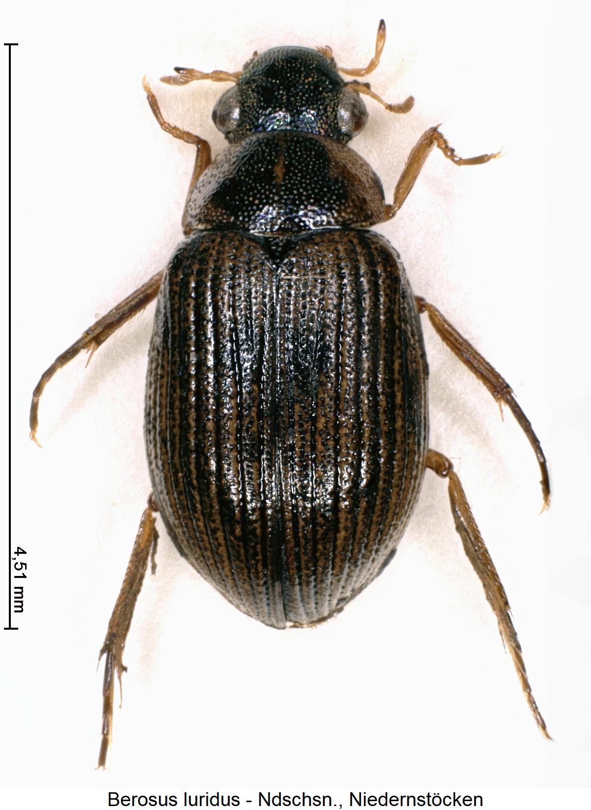 berosus_luridus_hab.jpg