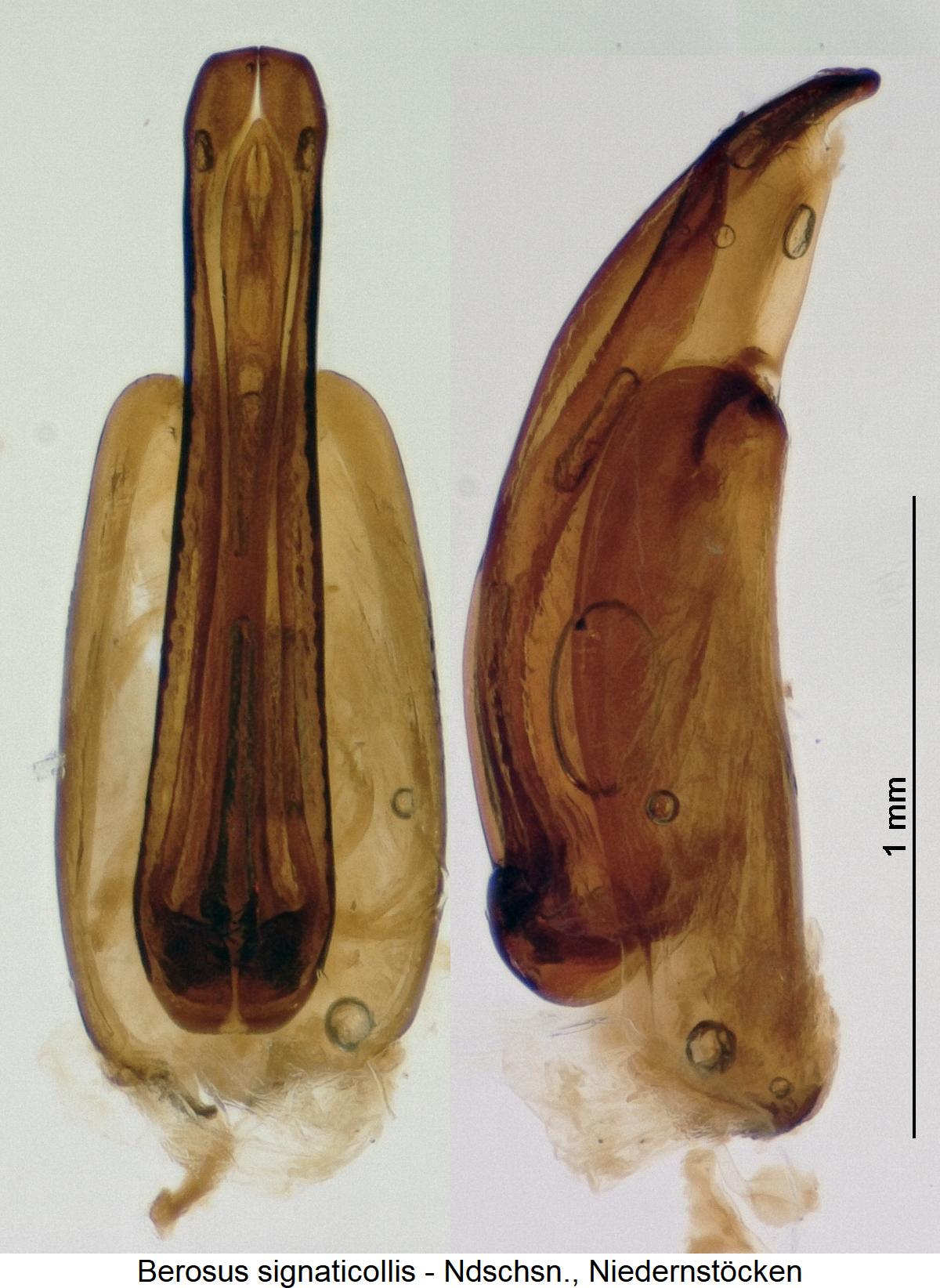 berosus_signaticollis.jpg