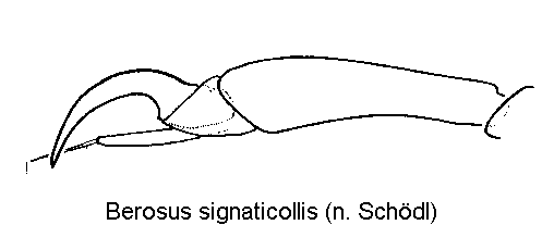 berosus_signaticollis_vtr.gif