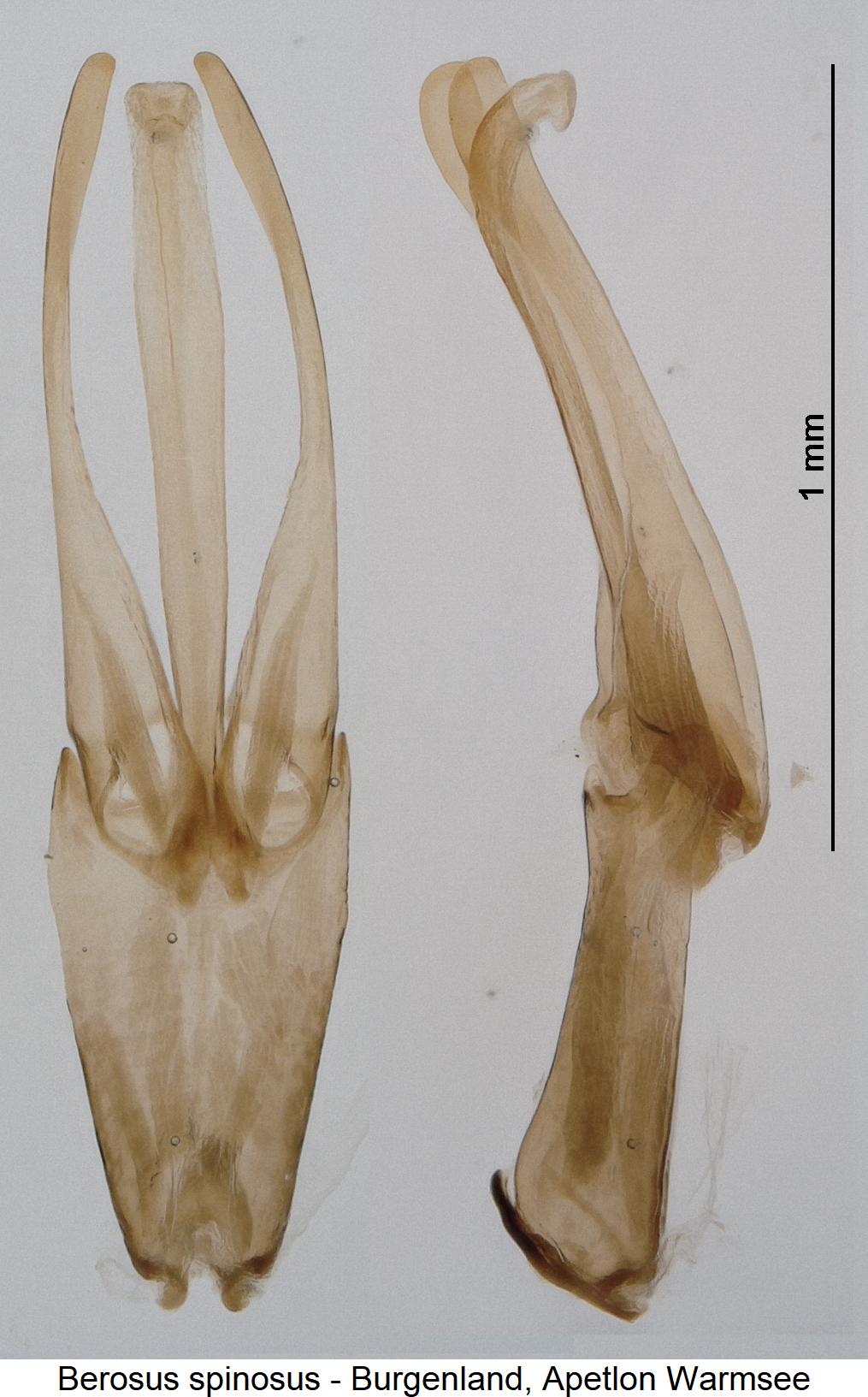 berosus_spinosus.jpg