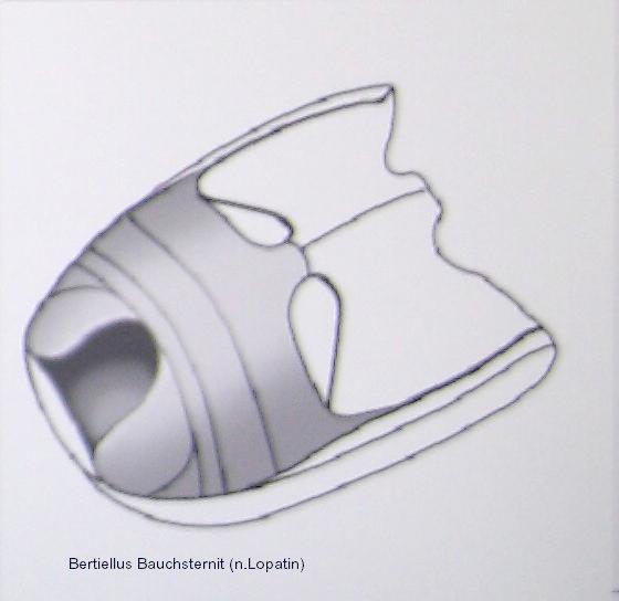 bertiellus_bauchsternit.jpg