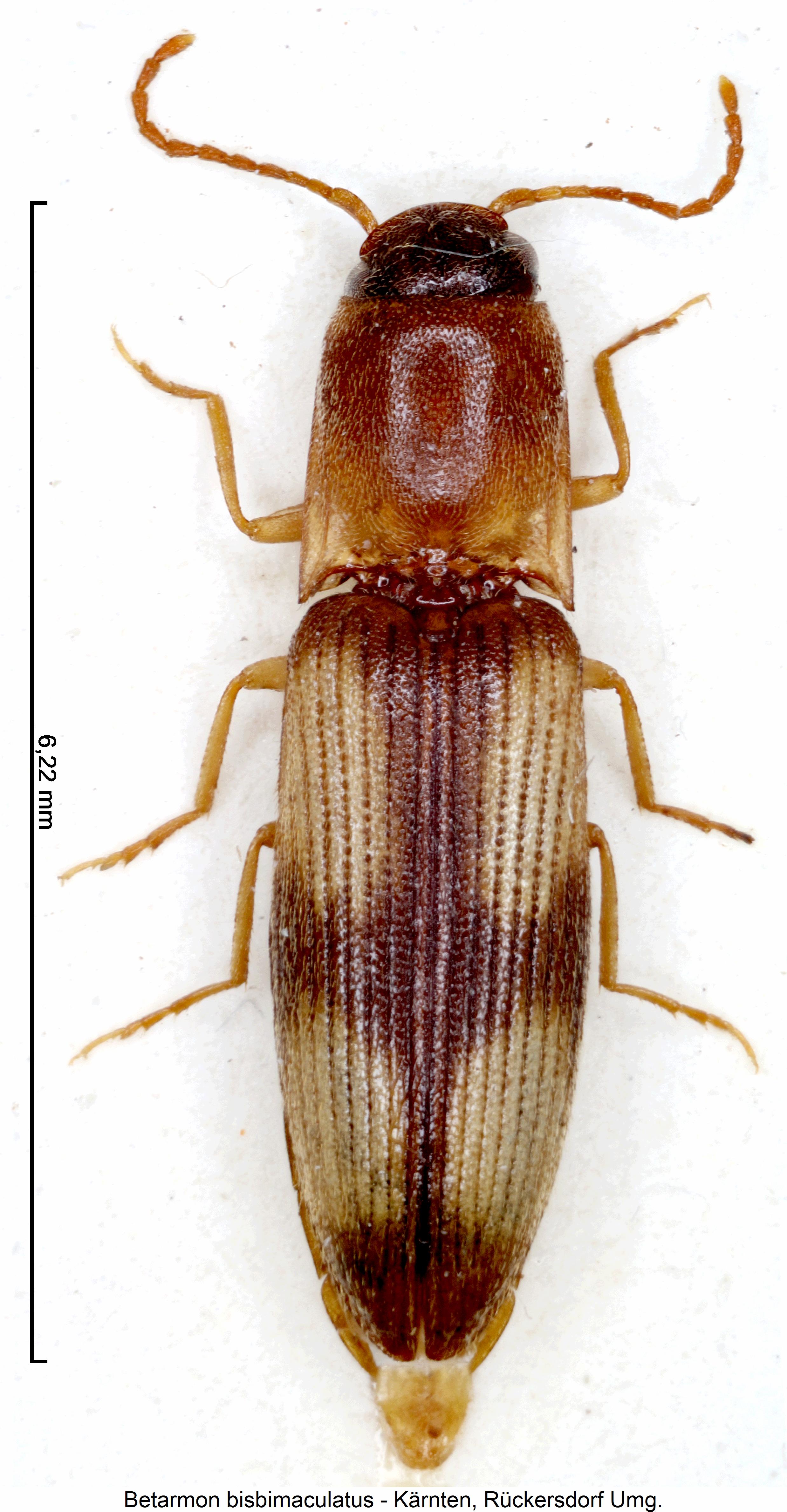 betarmon_bisbimaculatus_hab.jpg