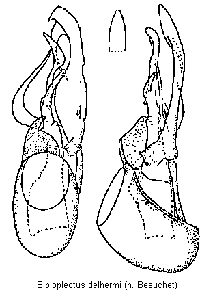 bibloplectus_delhermi.gif