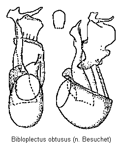 bibloplectus_obtusus.gif