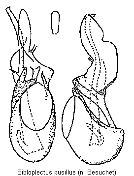 bibloplectus_pusillus.gif
