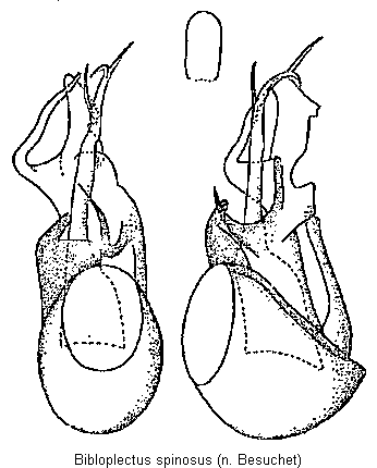 bibloplectus_spinosus.gif