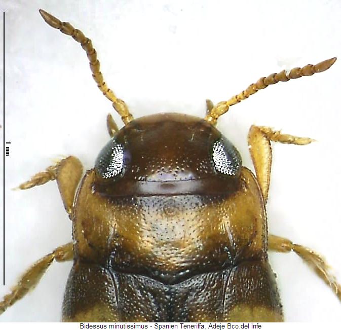 bidessus_minutissimus_vk.jpg
