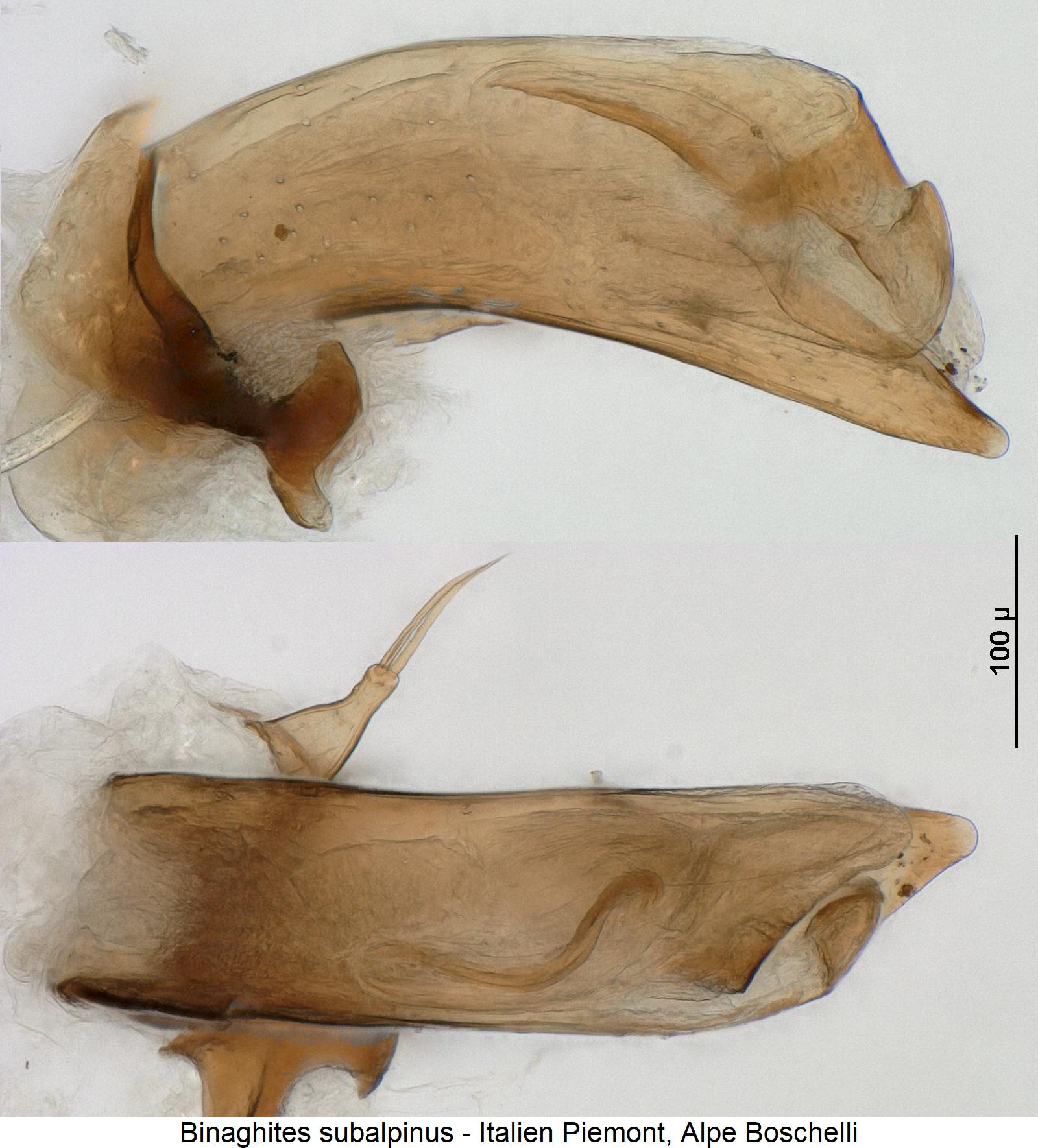 binaghites_subalpinus.jpg