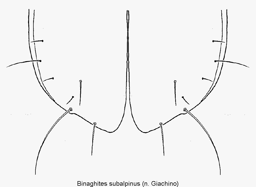 binaghites_subalpinus_dec.gif