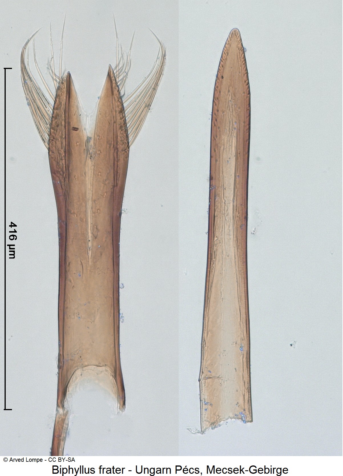 biphyllus_frater_ck37176079.jpg