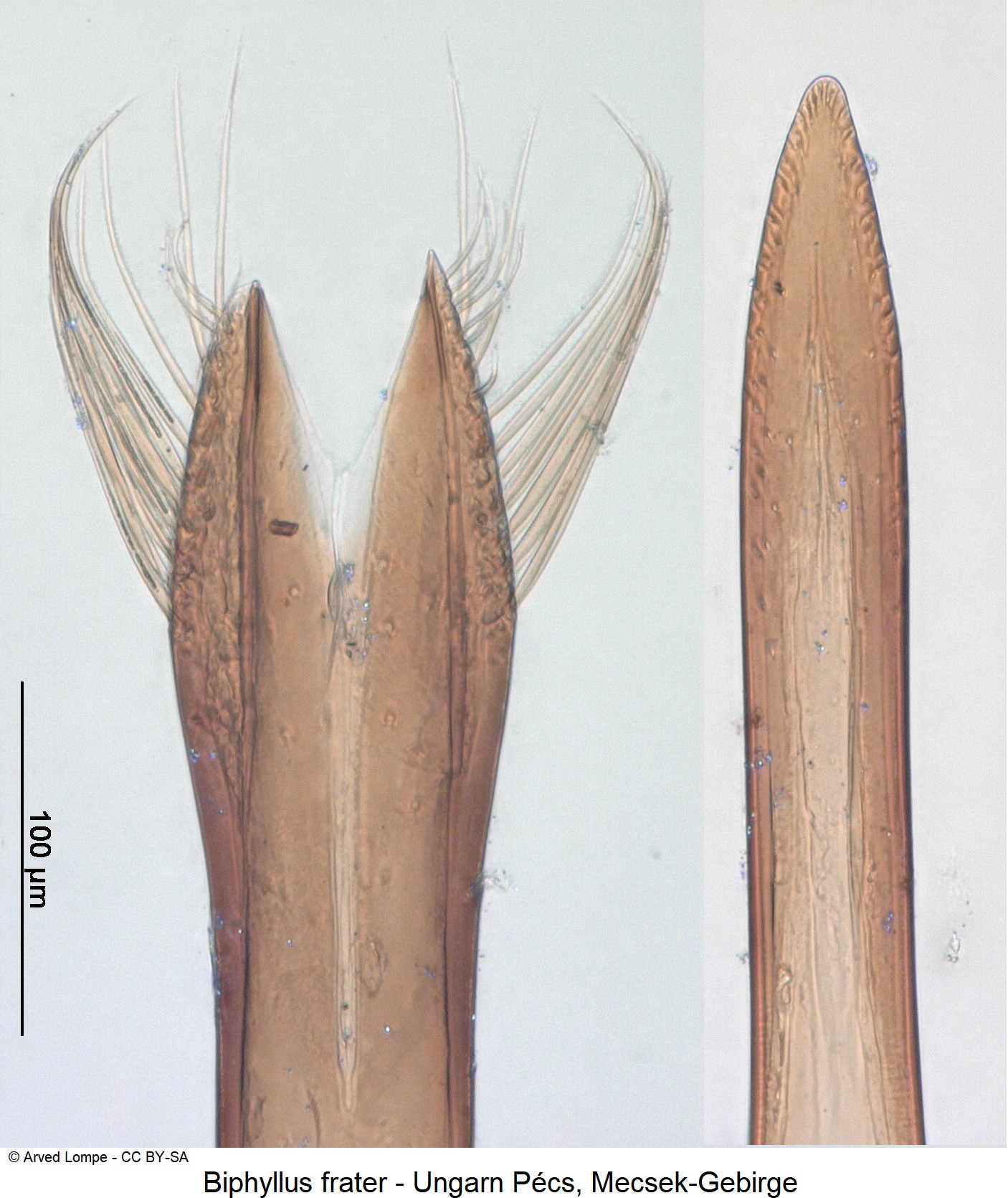 biphyllus_frater_ck37176079_detail.jpg