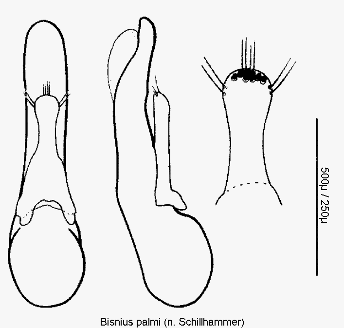 bisnius_palmi.gif