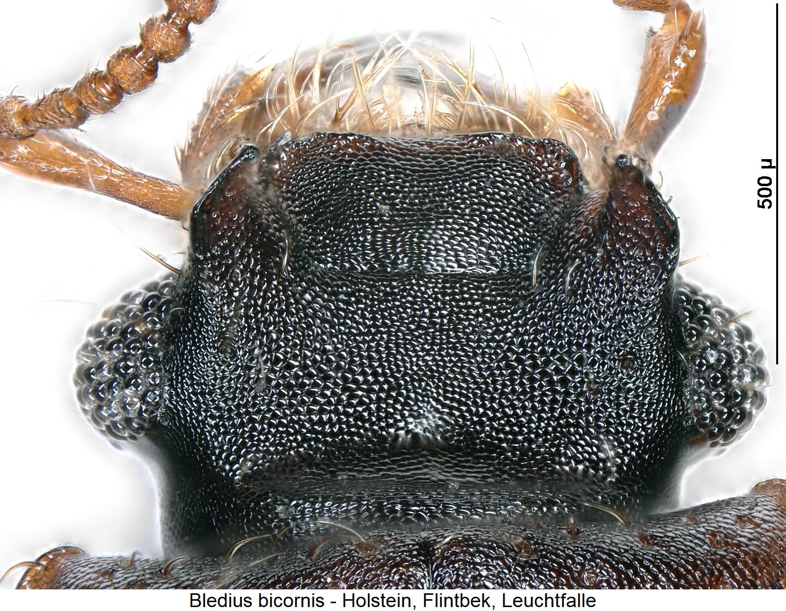 bledius_bicornis_k1.jpg