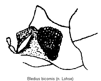 bledius_bicornis_k2.gif