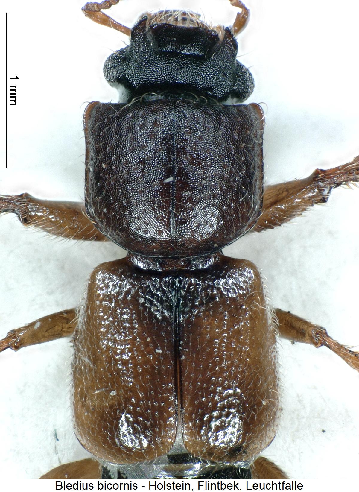 bledius_bicornis_vk.jpg